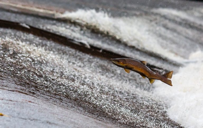 How selenium in fish can make mercury harmless - Selenium.ie